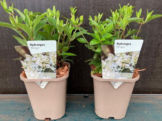 Hydrangea paniculata Unikátní 30-50 cm vysoký latnatý opadavý keř hortenzie