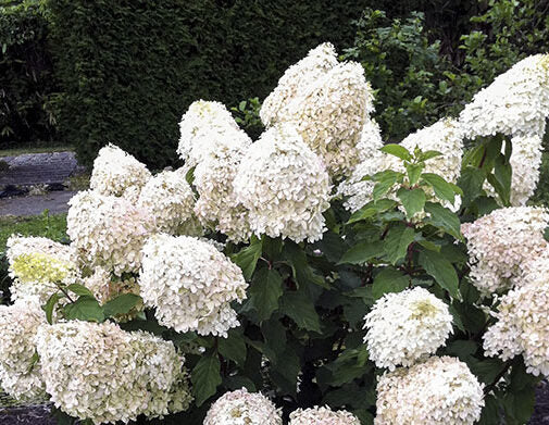 Hydrangea Paniculata 'Phantom' - latnatá hortenzie - krémově žluté latnaté květy