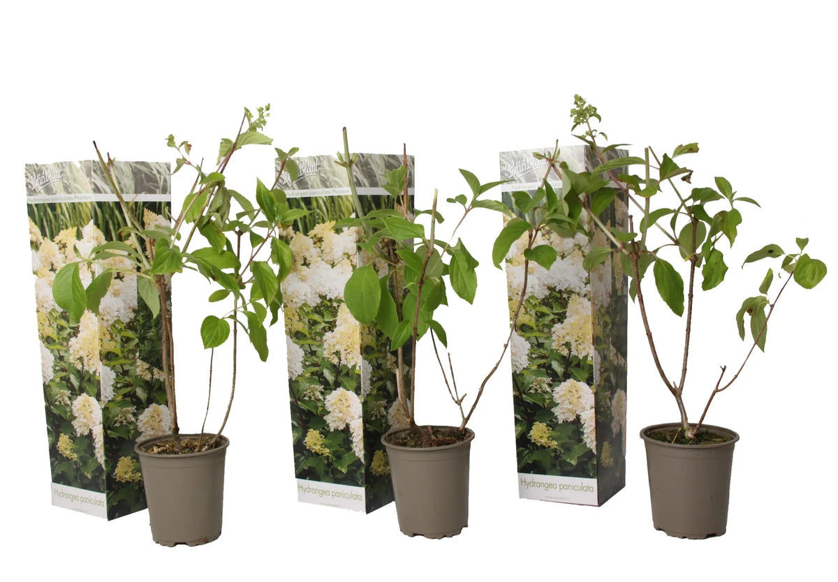 Hydrangea Paniculata 'Phantom' - latnatá hortenzie - krémově žluté latnaté květy