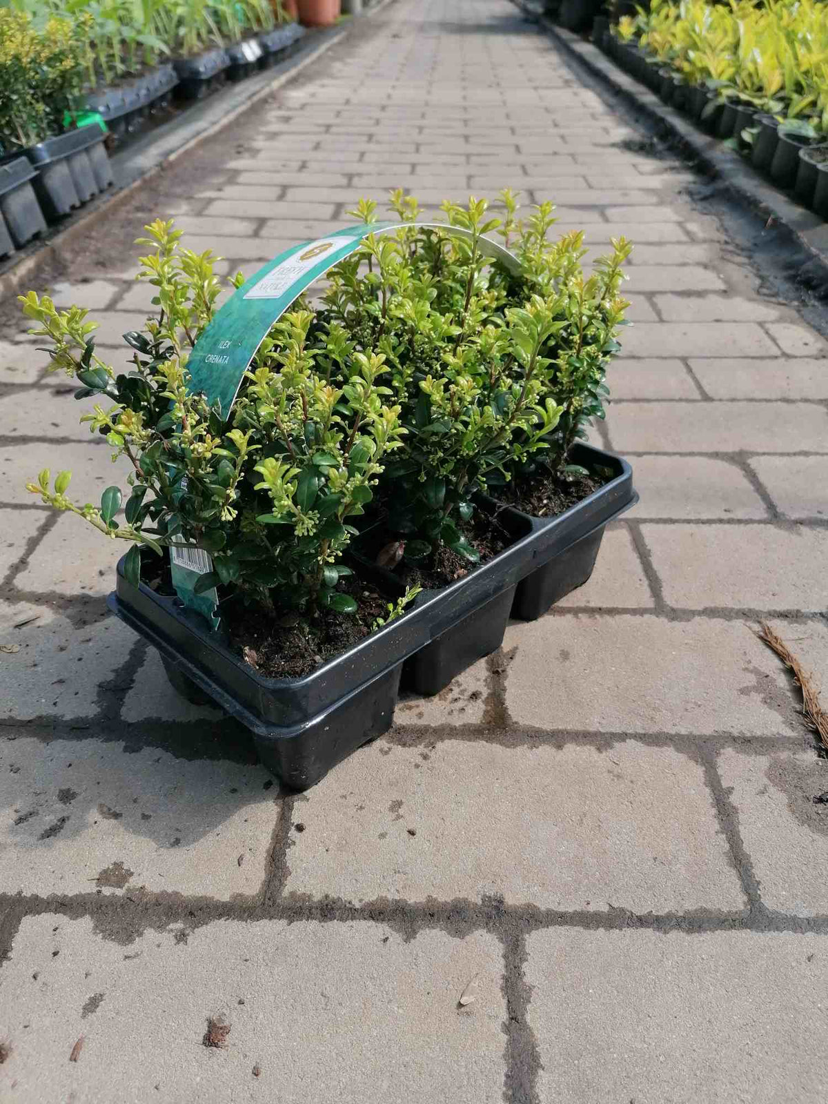 Ilex - rostliny z cesmíny - ideální náhrada zimozelu