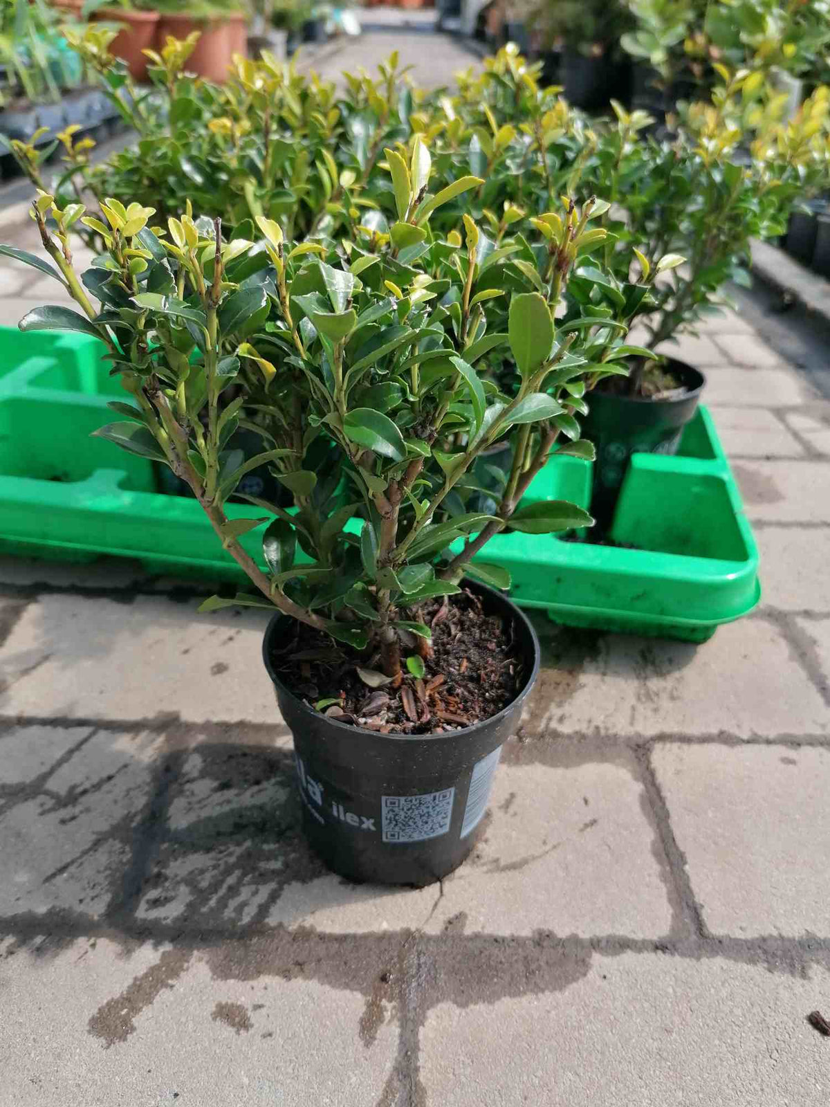 Ilex - rostliny z cesmíny - ideální náhrada zimozelu