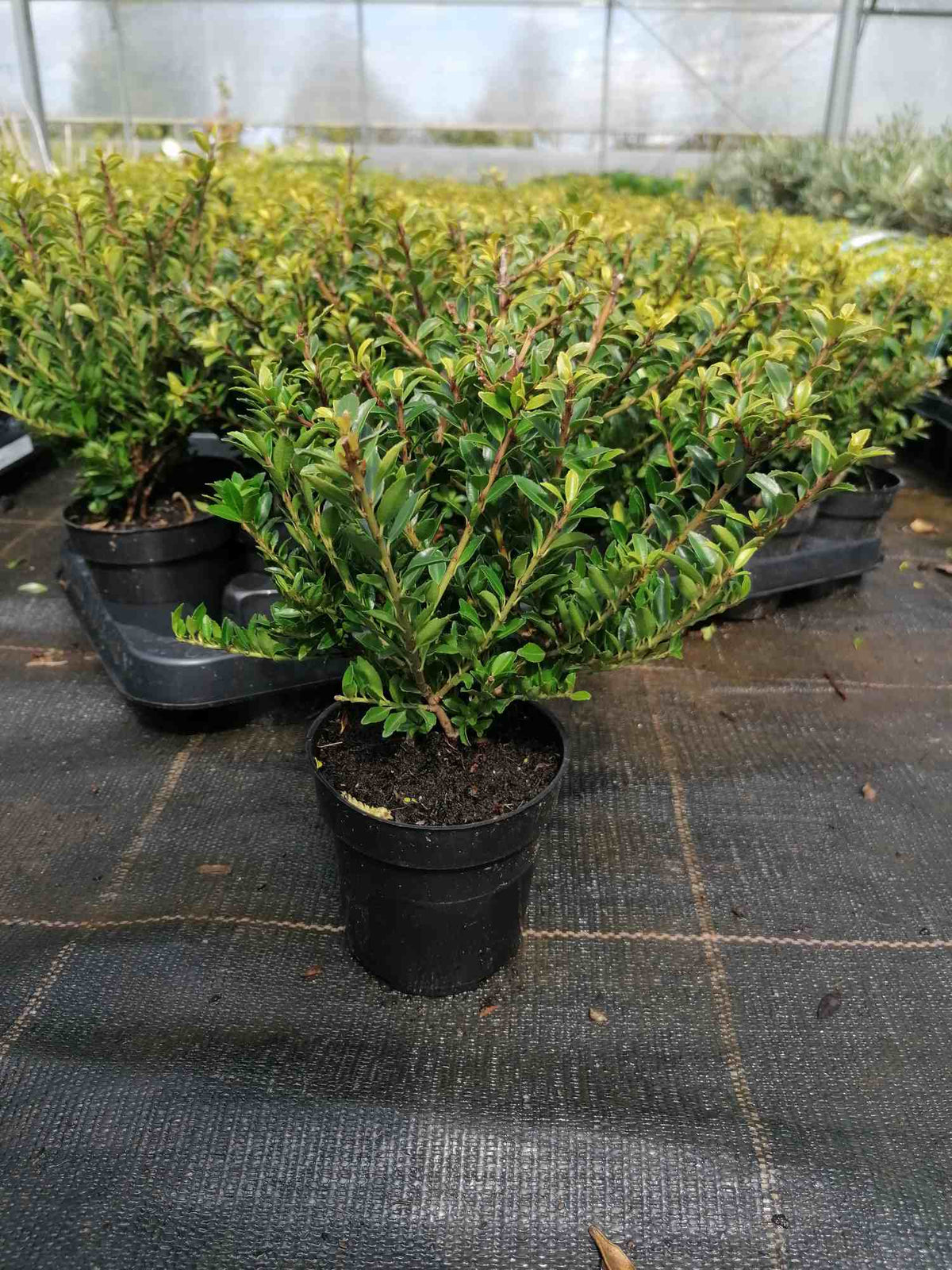Ilex - rostliny z cesmíny - ideální náhrada zimozelu