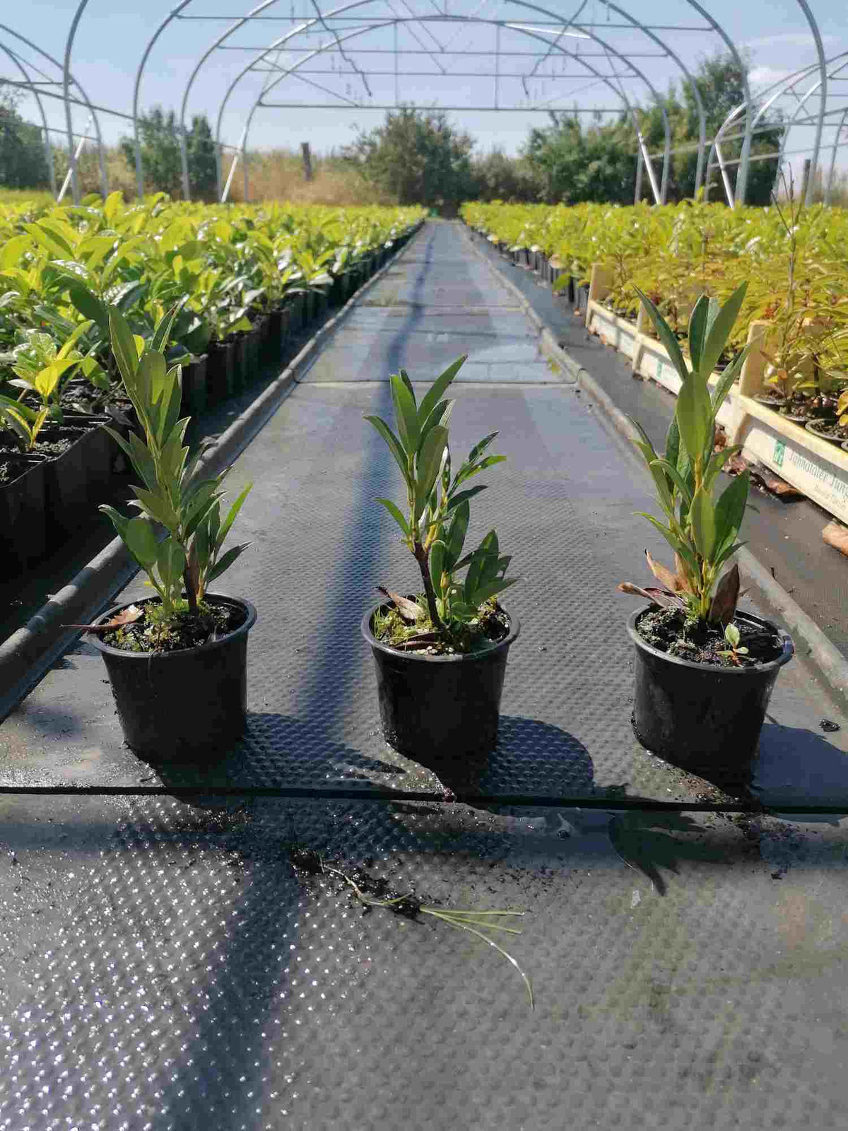 Prunus laurocerasus 'Otto Luyken' – Immergrüner Blickfang, 20-30 cm, für jeden Garten