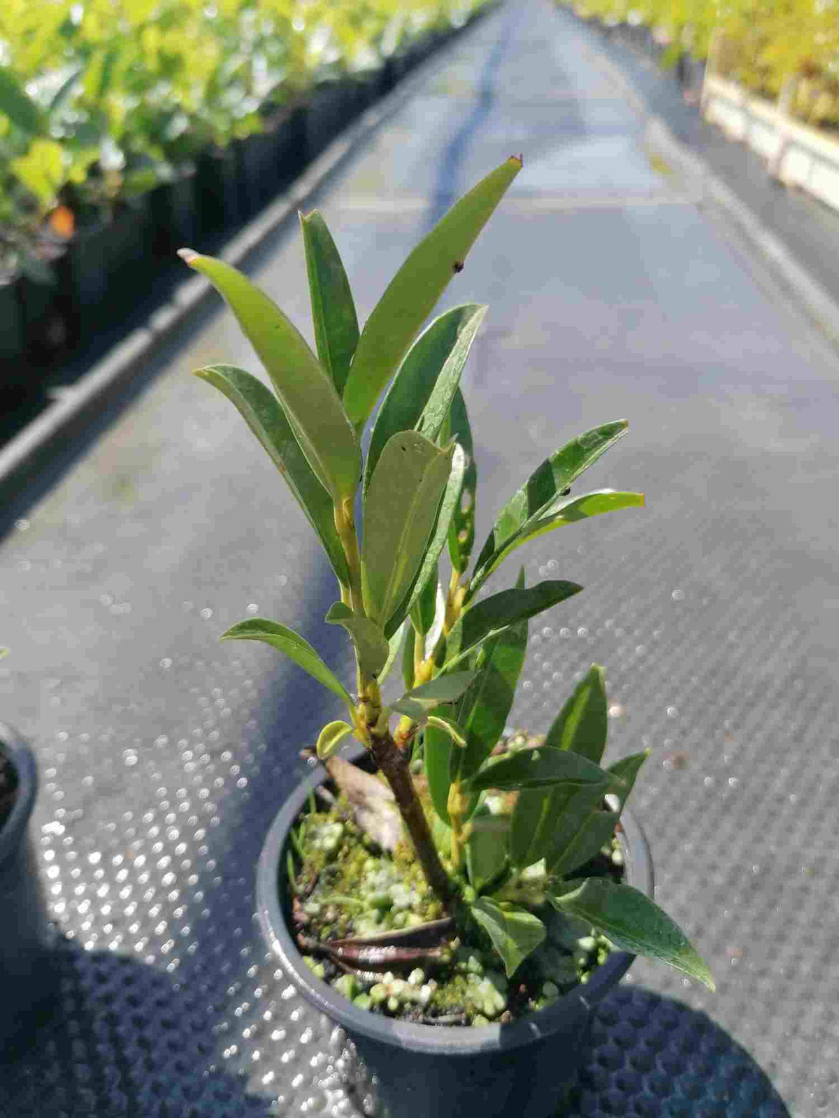Prunus laurocerasus 'Otto Luyken' – Immergrüner Blickfang, 20-30 cm, für jeden Garten