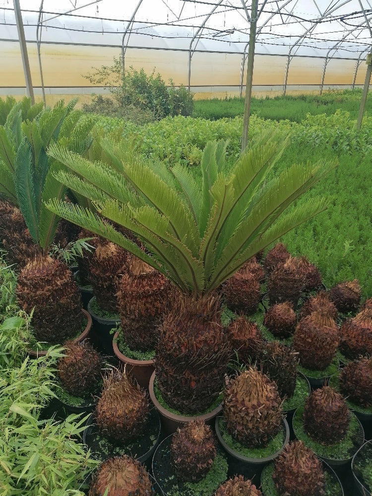 Pokojová rostlina Cycas Revoluta cykasová ságová palma