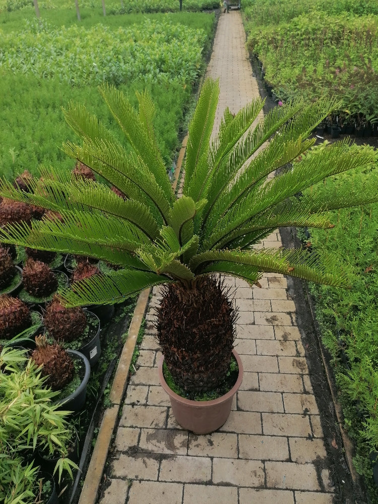 Pokojová rostlina Cycas Revoluta cykasová ságová palma