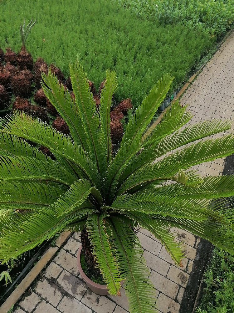 Pokojová rostlina Cycas Revoluta cykasová ságová palma