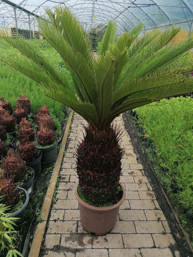 Pokojová rostlina Cycas Revoluta cykasová ságová palma