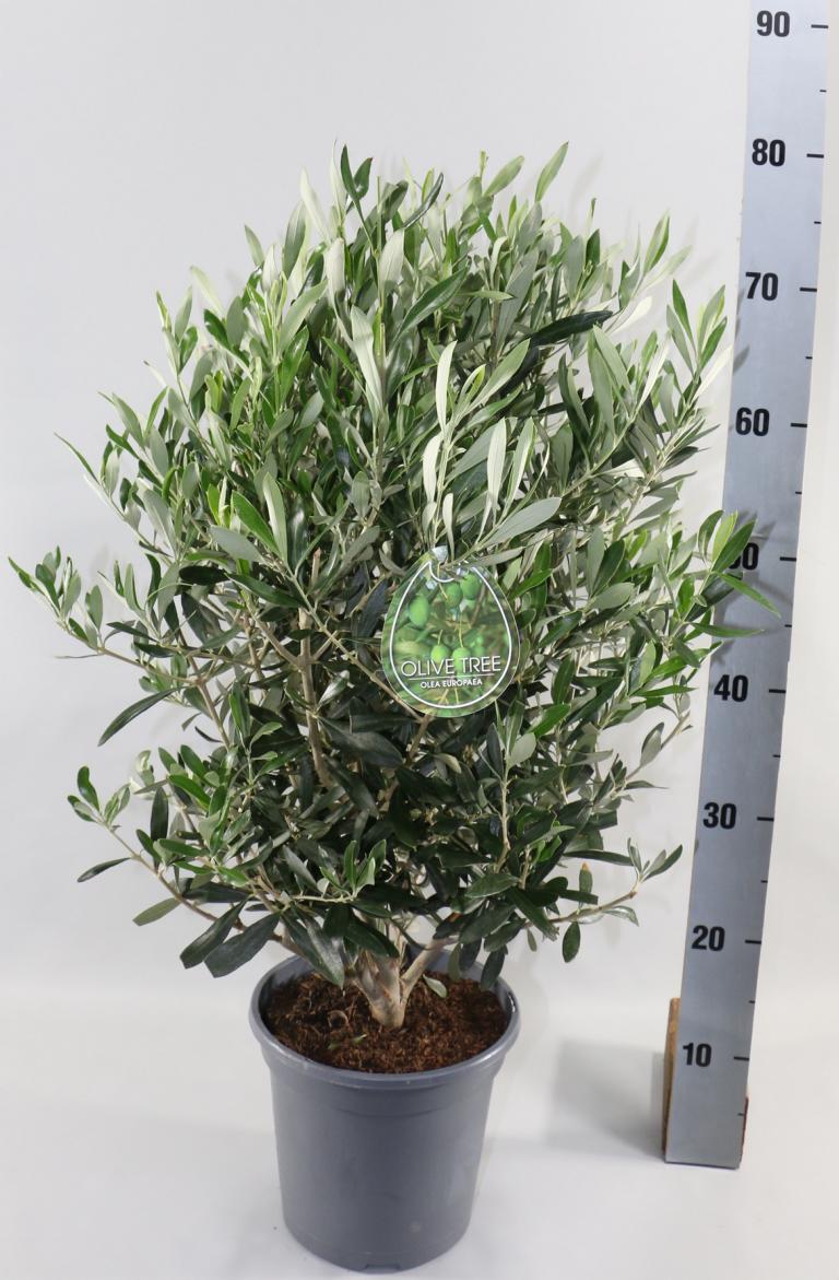 Olivenbaum - Olea Europea winterhart
