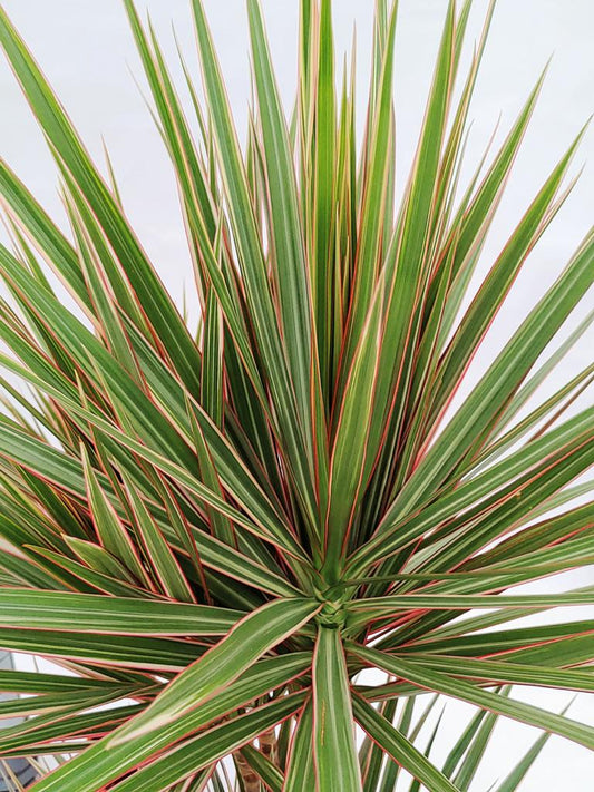 Dracaena Bicolor – Elegante Drachenbaum-Pflanze mit 3 Stämmen (120-140 cm) | Zimmerpflanze für gesunde Raumluft