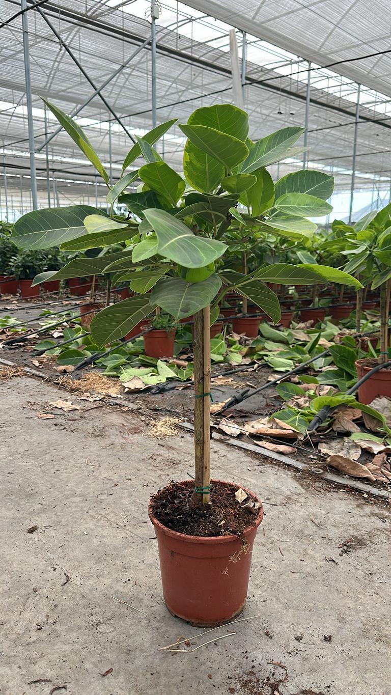 Ficus elastica variegata „Altissima“ – Gummibaum Stämmchen 80–100 cm | Exklusive Zimmerpflanze mit dekorativen panaschierten Blättern