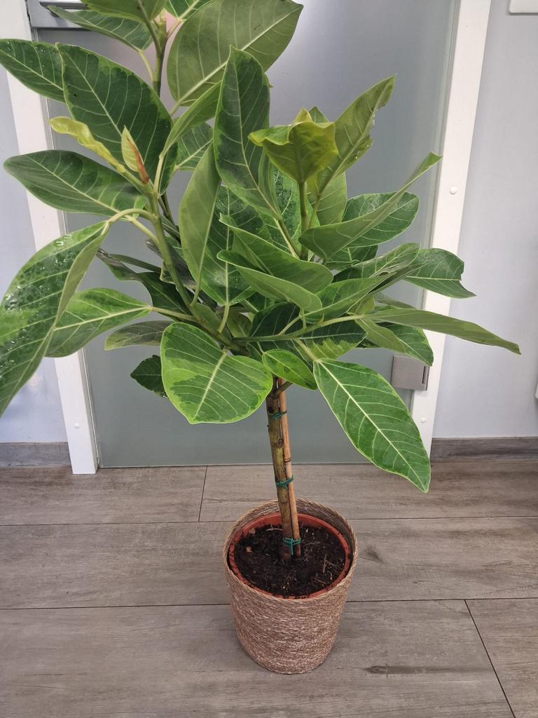 Ficus elastica variegata „Altissima“ – Gummibaum Stämmchen 80–100 cm | Exklusive Zimmerpflanze mit dekorativen panaschierten Blättern