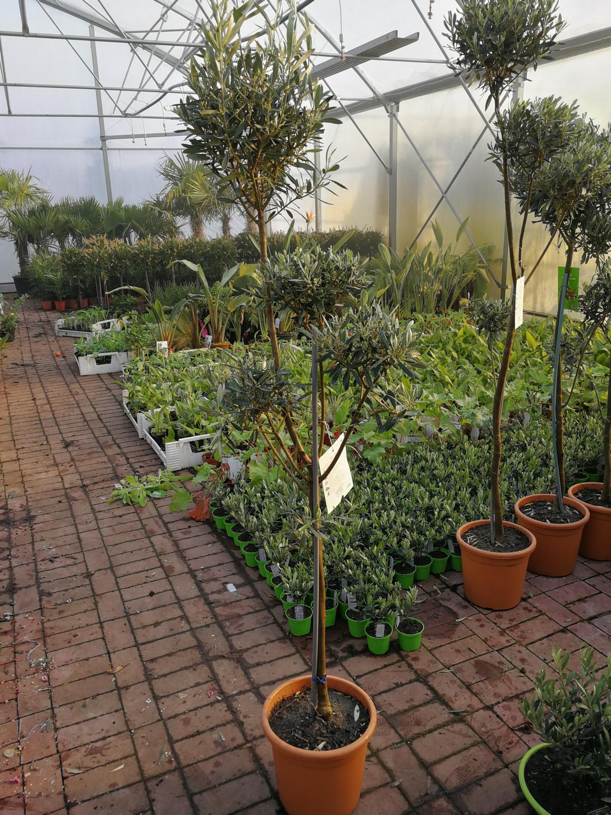Olivenbaum - Olea Europea winterhart