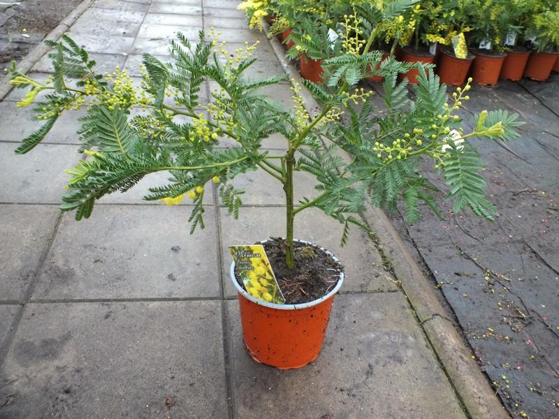 Mimosa dealbata ‘Gaulois’ – Gelbe Wintermimose / Silber-Akazie – duftender Frühblüher für Terrasse & Wintergarten