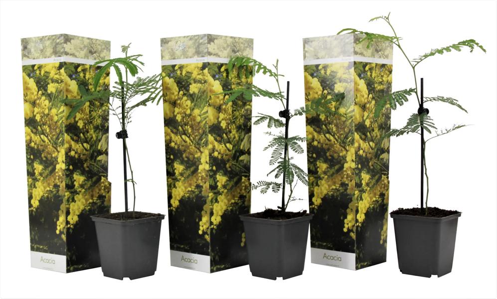 Mimosa dealbata ‘Gaulois’ – Gelbe Wintermimose / Silber-Akazie – duftender Frühblüher für Terrasse & Wintergarten