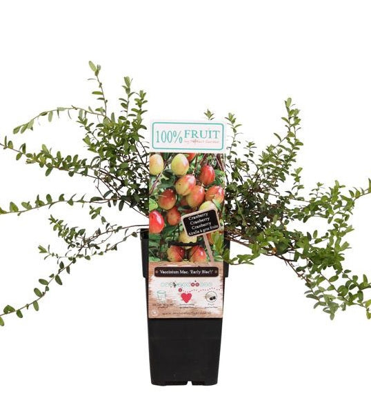 Großfrüchtige Moosbeere Early Black (Vaccinium macrocarpon) – Cranberry Pflanze für Garten, Beet & Moorbeet | Herbstfrucht mit aromatischen Beeren