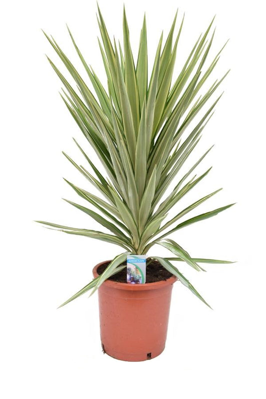 Riesen-Palmlilie Jewel - Yucca elephantipes Jewel - Zimmerpflanze