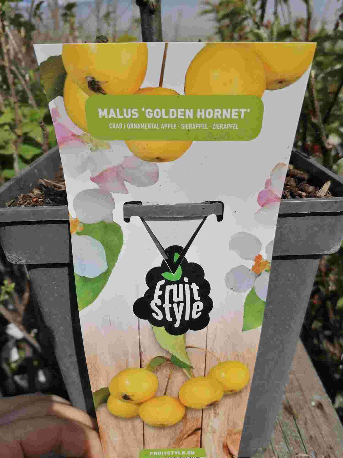 Zierapfel 'Golden Hornet' – Apfelbaum 100–120 cm | Malus 'Golden Hornet' im Topf | Zierapfelbaum mit gelben Früchten