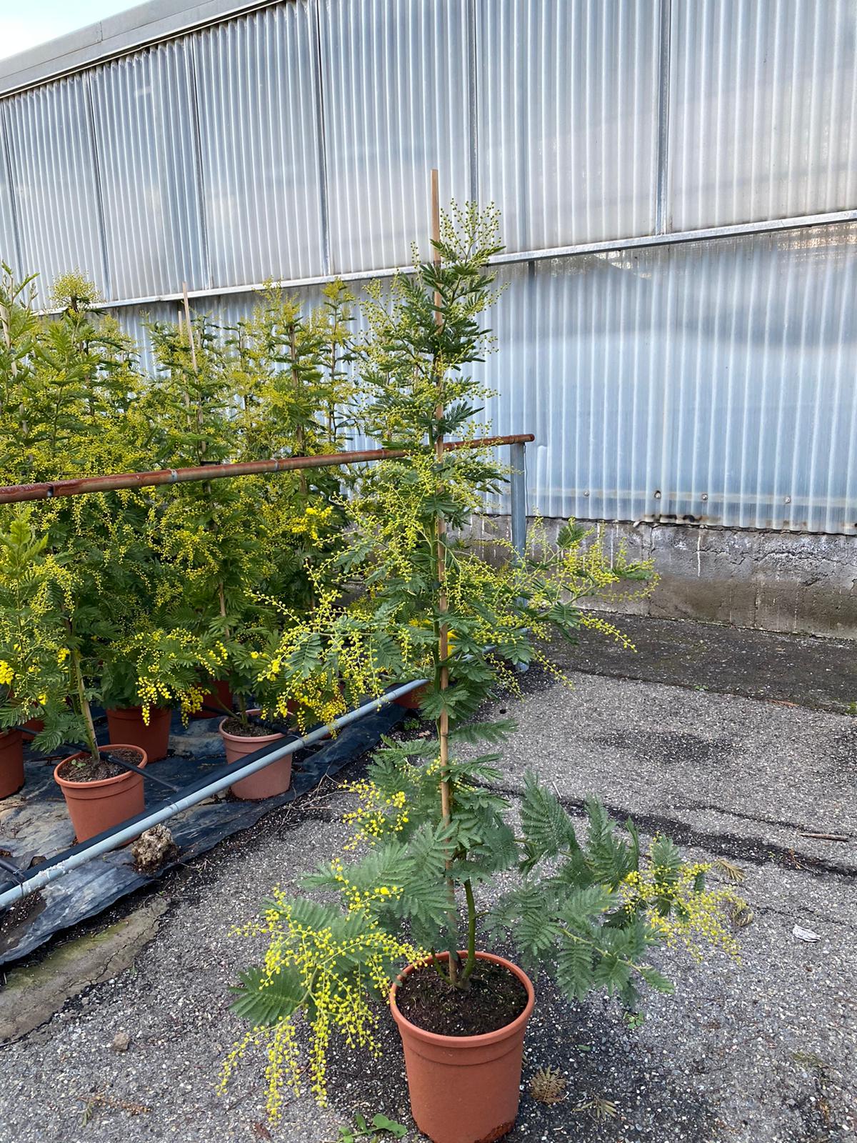 Mimosa dealbata ‘Gaulois’ – Gelbe Wintermimose / Silber-Akazie – duftender Frühblüher für Terrasse & Wintergarten