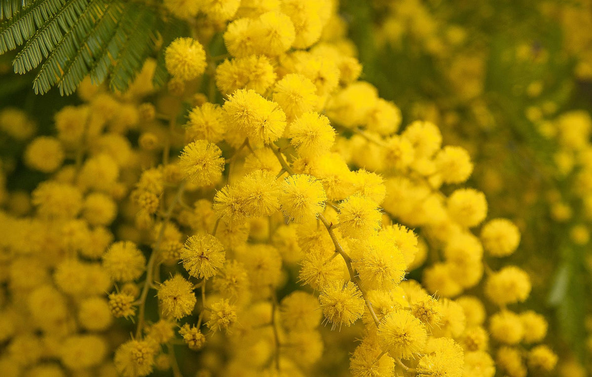 Mimosa dealbata ‘Gaulois’ – Gelbe Wintermimose / Silber-Akazie – duftender Frühblüher für Terrasse & Wintergarten