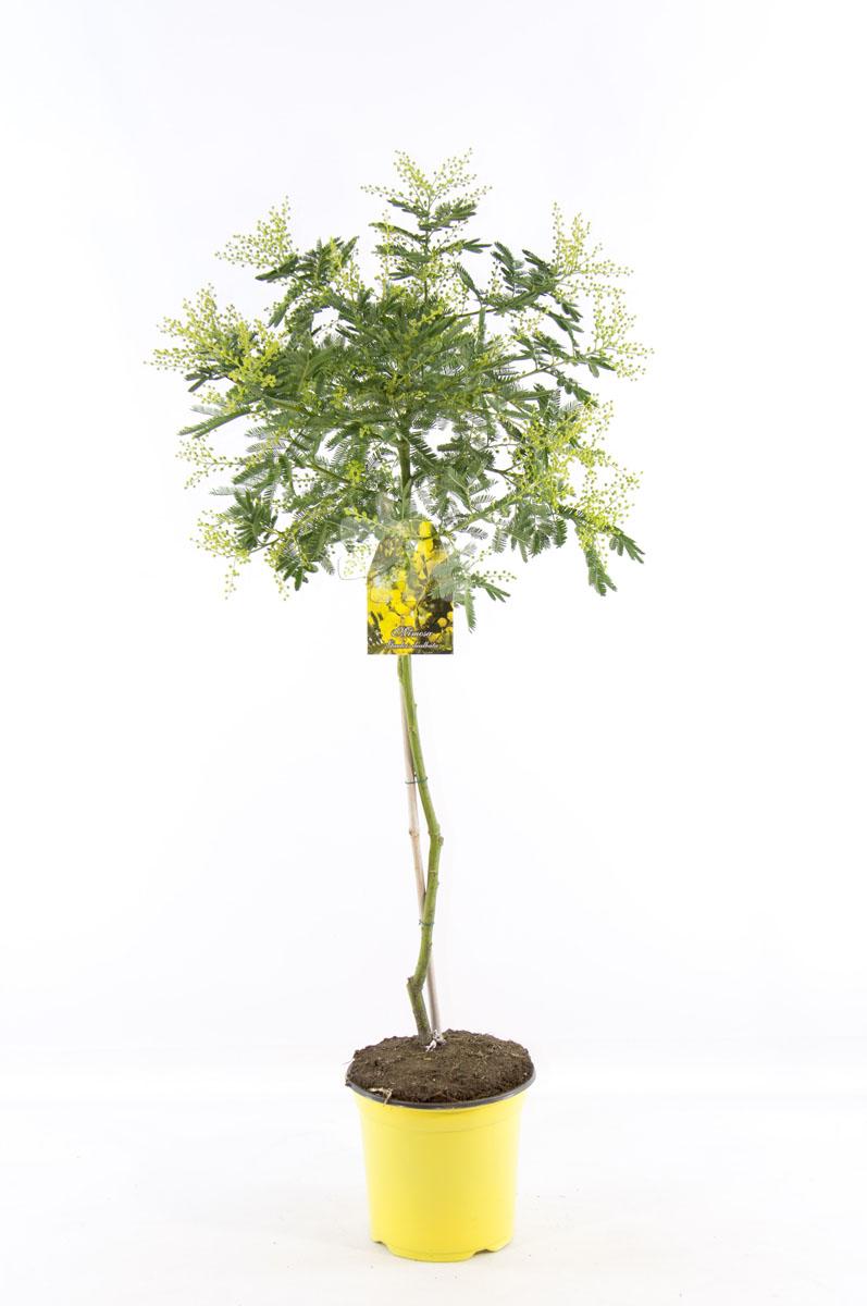 Mimosa dealbata ‘Gaulois’ – Gelbe Wintermimose / Silber-Akazie – duftender Frühblüher für Terrasse & Wintergarten