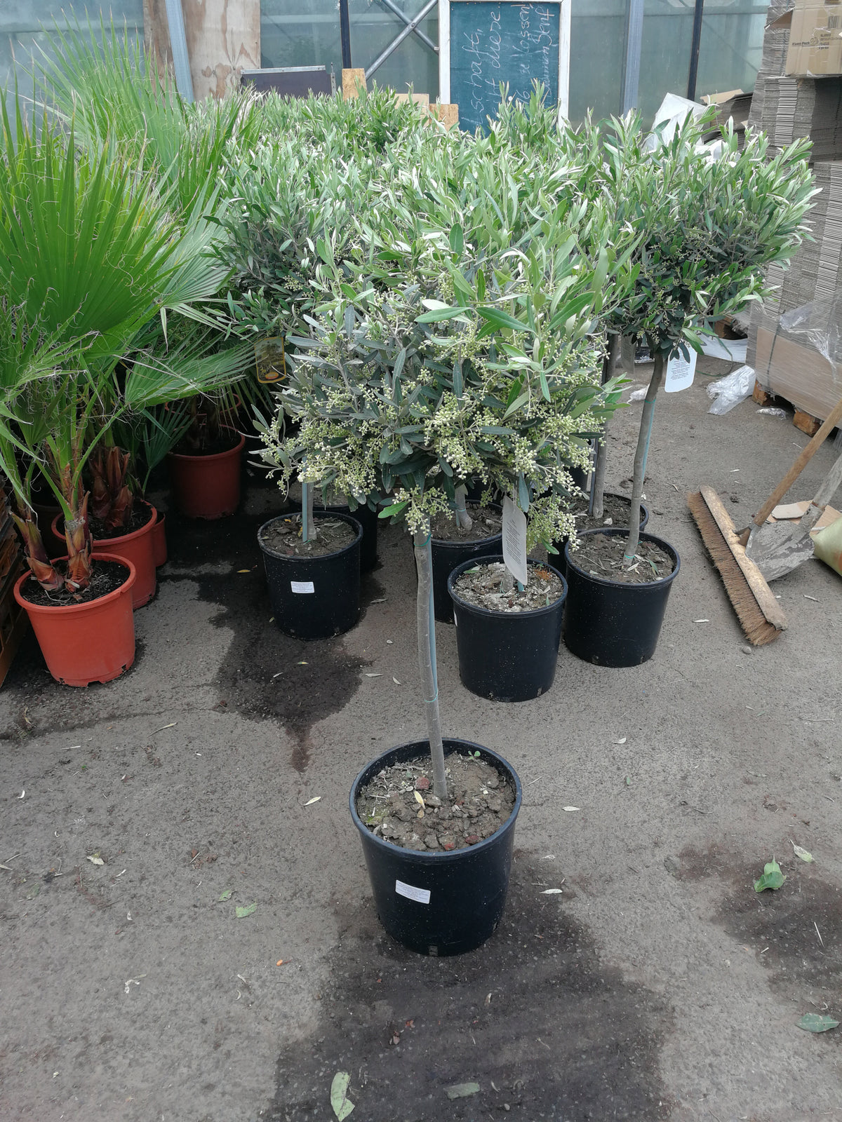 Olivenbaum - Olea Europea winterhart