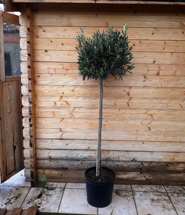 Olivenbaum - Olea Europea winterhart