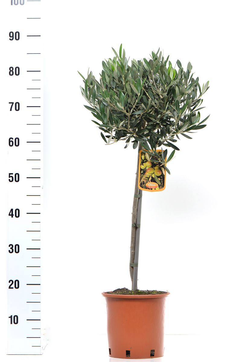 Olivenbaum - Olea Europea winterhart