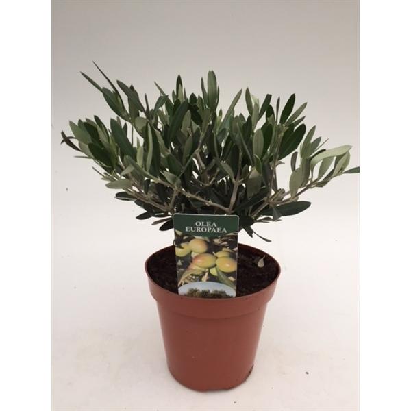 Olivenbaum - Olea Europea winterhart