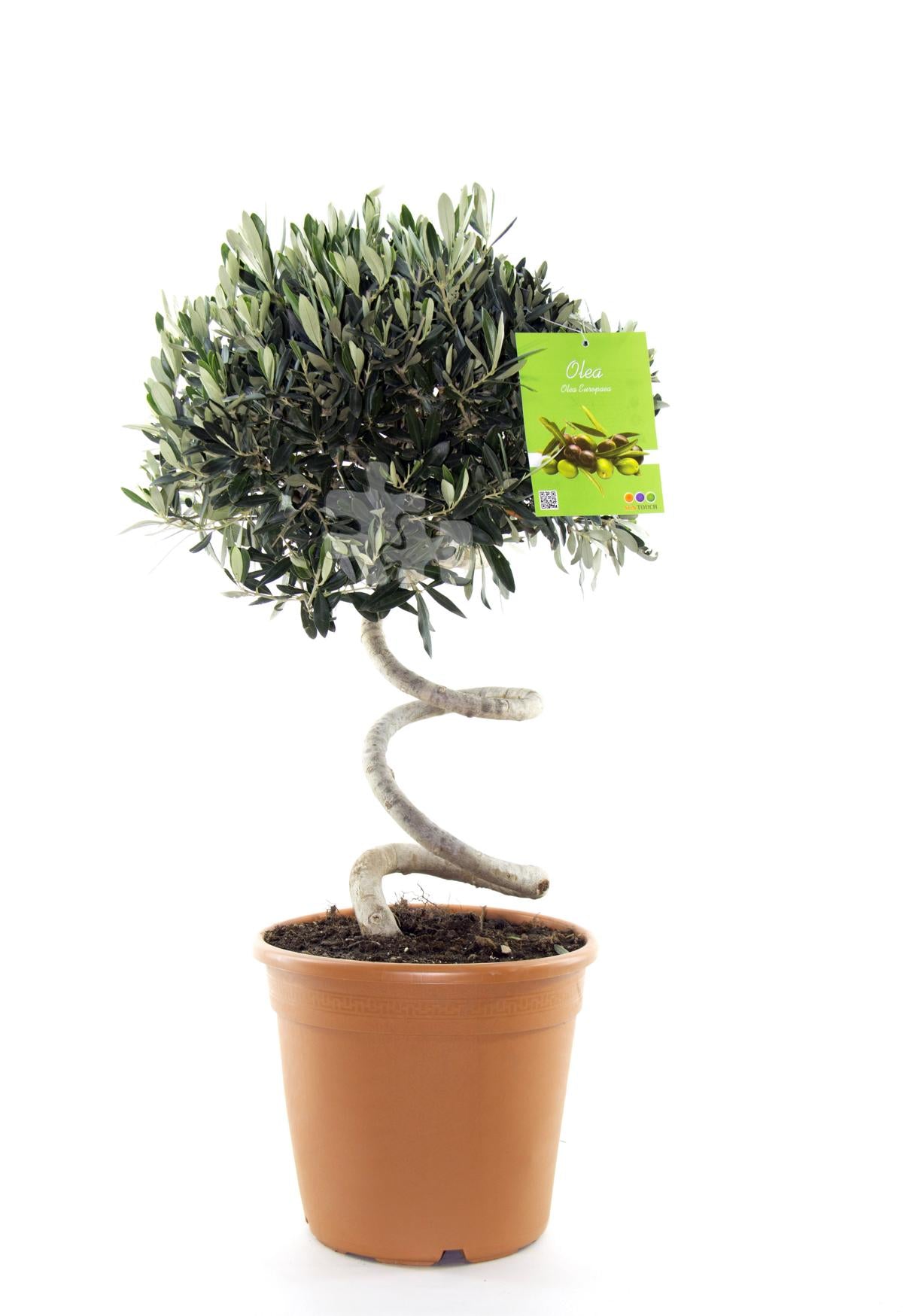 Olivenbaum - Olea Europea winterhart