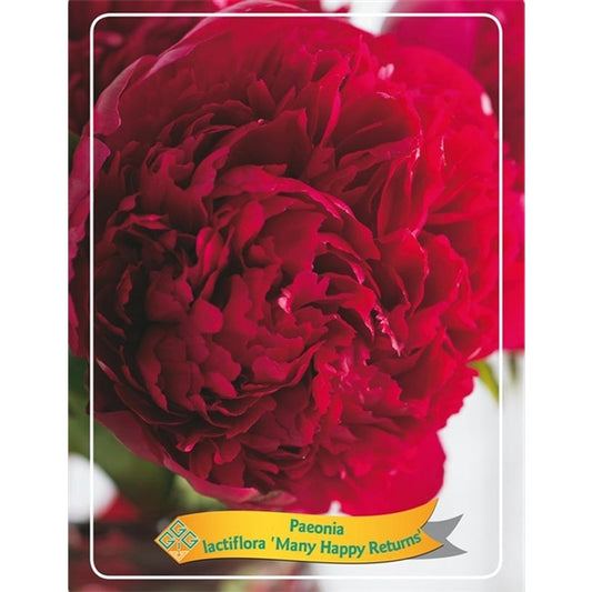 3 kusy Paeonia Mix – Pivoňka – Keřová – Mrazuvzdorná – ⌀09 cm - Sarah Bernardt, Alba Plena, Rubra Plena