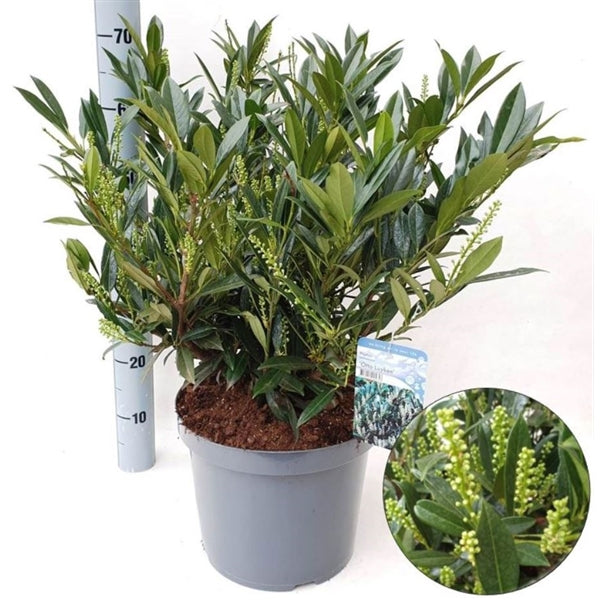 Prunus laurocerasus 'Otto Luyken' – Immergrüner Blickfang, 20-30 cm, für jeden Garten