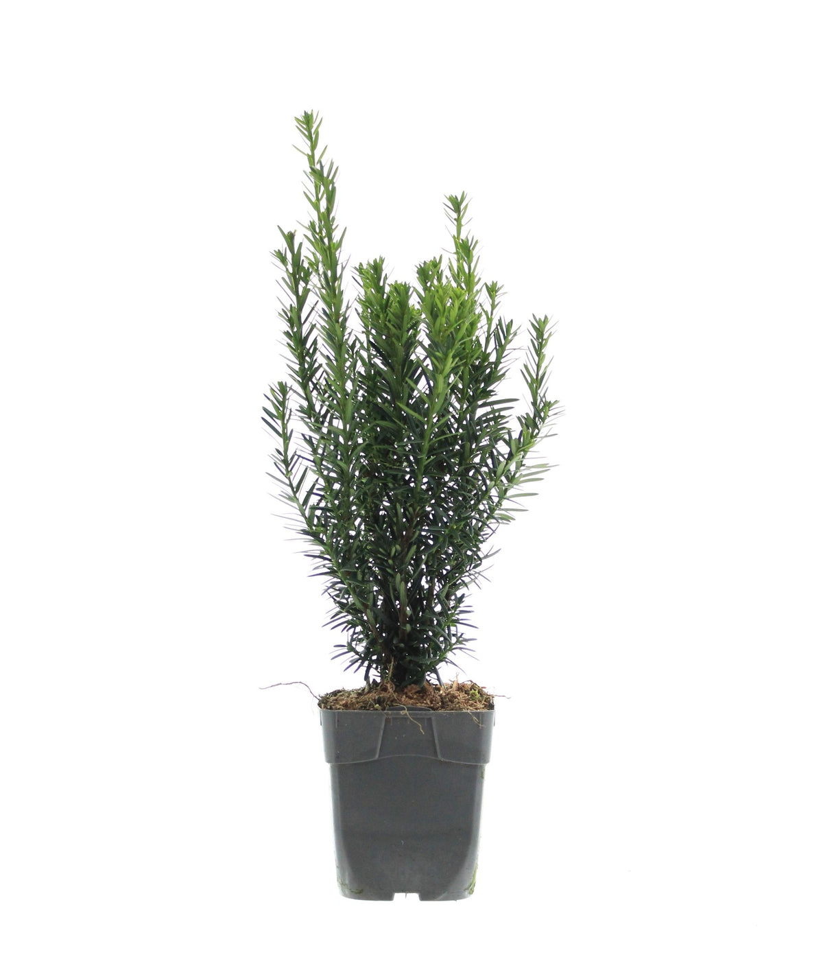 Tisový okraj 'Hillii' cca. 25 cm - Tis miskovitý Taxus Media Hillii Tis miskovitý - rostlina na živý plot