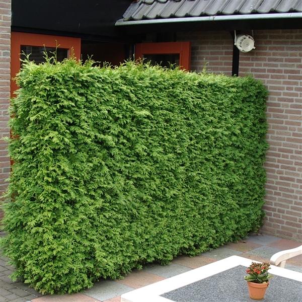 Lebensbaum Brabant 60-80 cm - Thuja occidentalis Brabant - Heckenpflanze - Koniferen