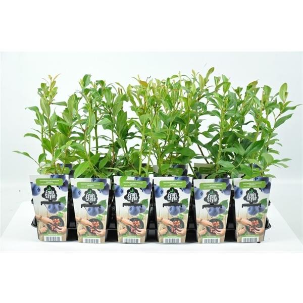 Kulturheidelbeere - Vaccinium corymbosum 'Emblue'