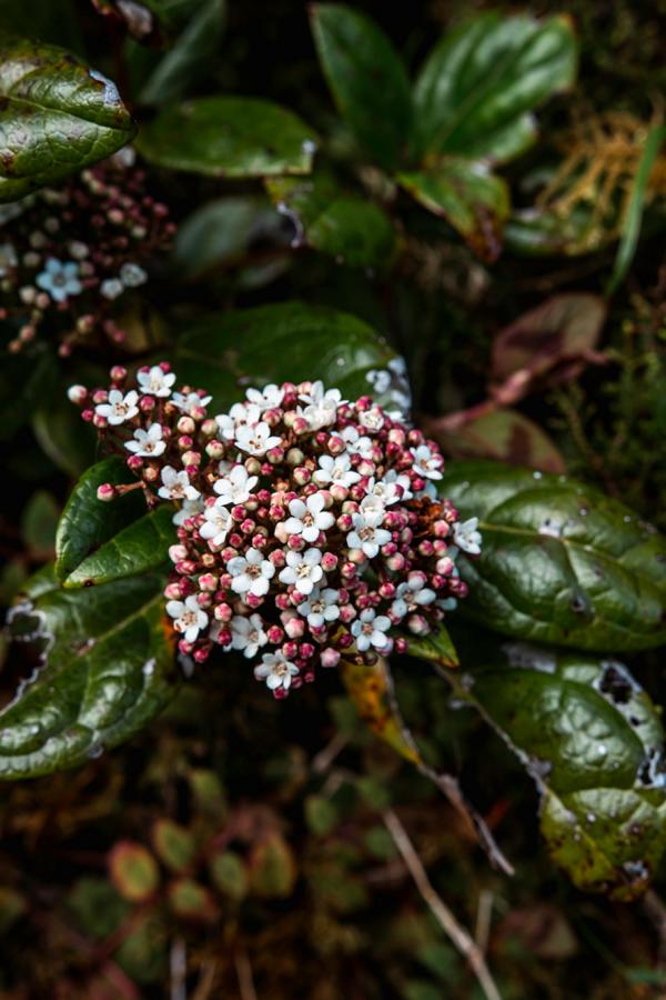 Viburnum tinus (vavřín lagerstremium) 30-40 cm P9 - Odolný okrasný keř do zahrady a na balkon