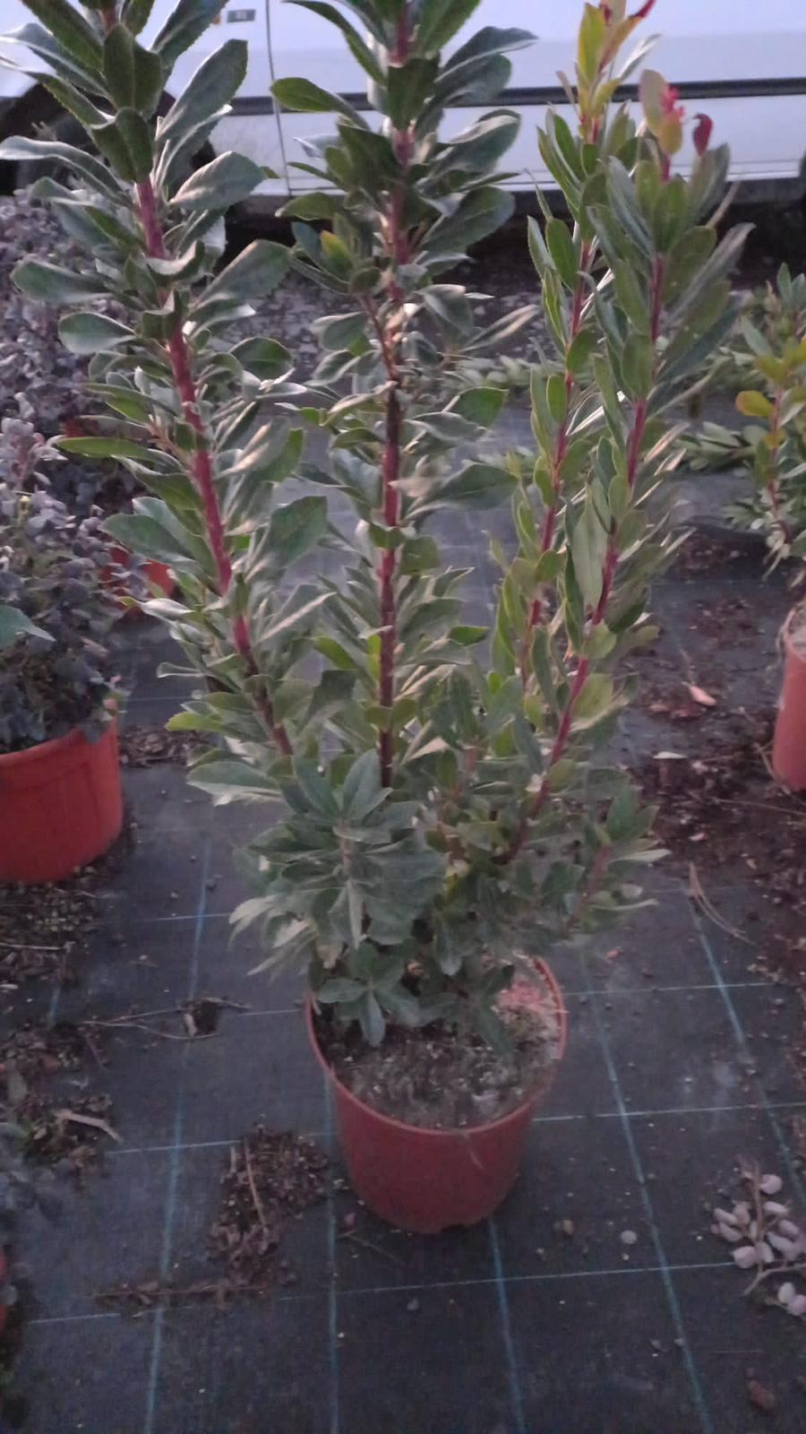 Erdbeerbaum Arbutus unedo -Erdbeerstrauch - Winterblüher und mediterranes Gehölz