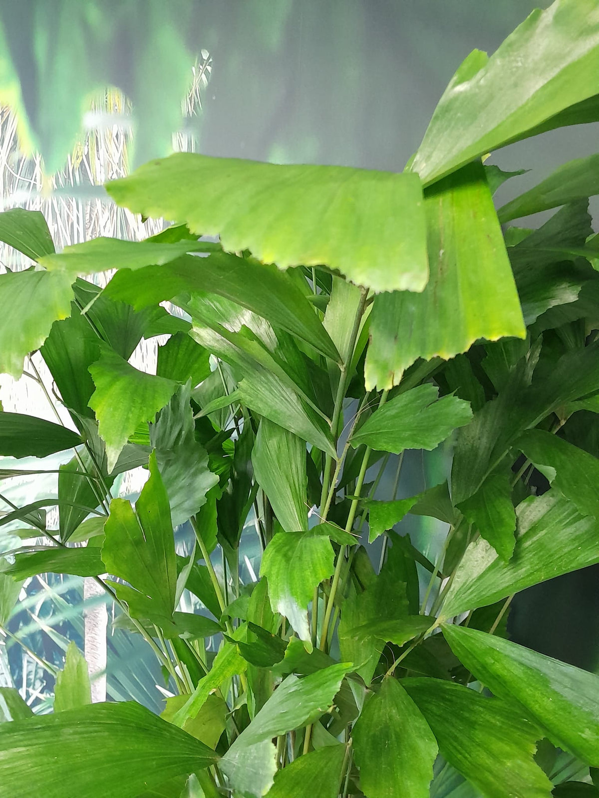 Rybí ocas - Caryota mitis - Hořící palmy - Pokojová rostlina