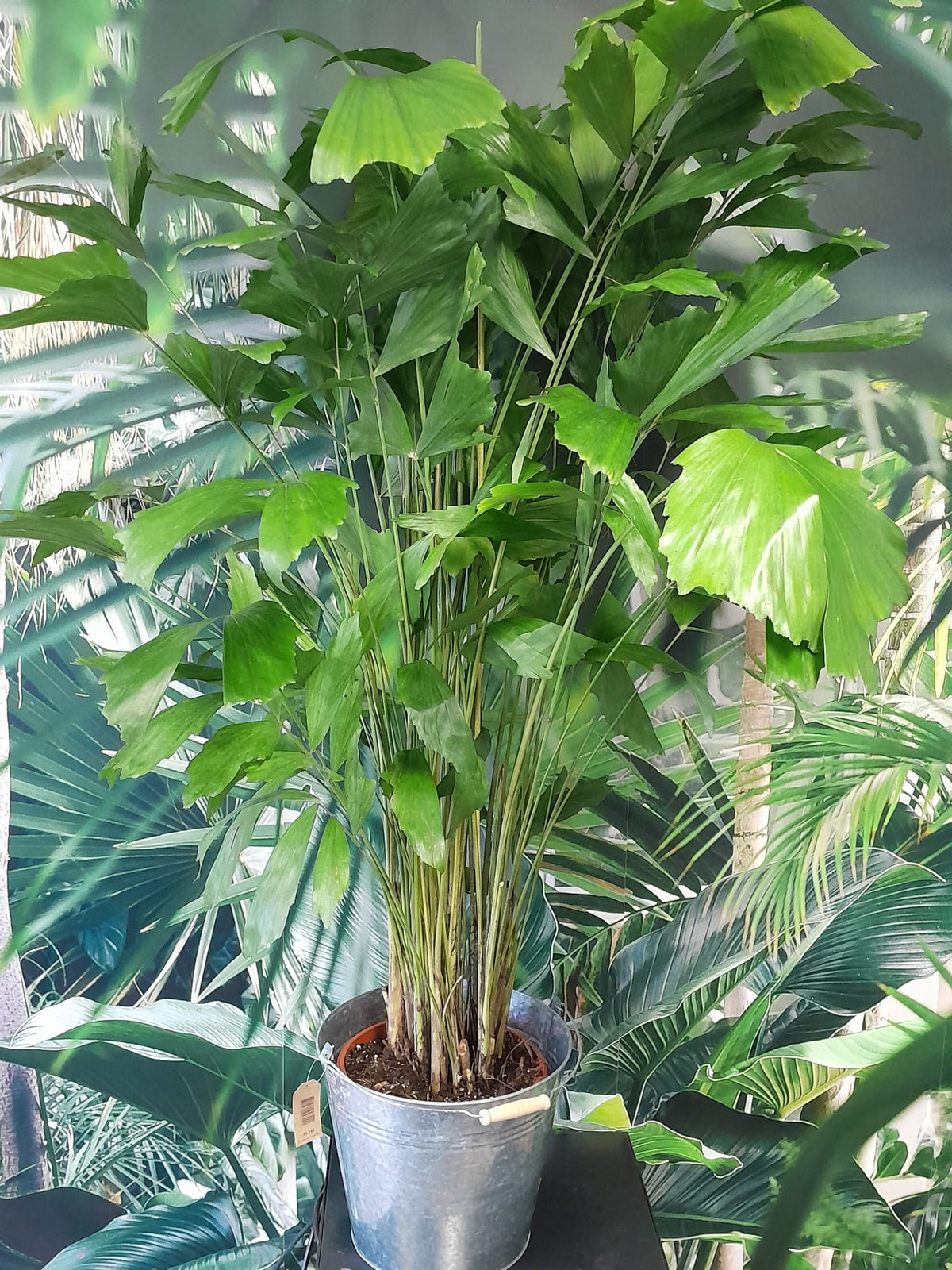Rybí ocas - Caryota mitis - Hořící palmy - Pokojová rostlina