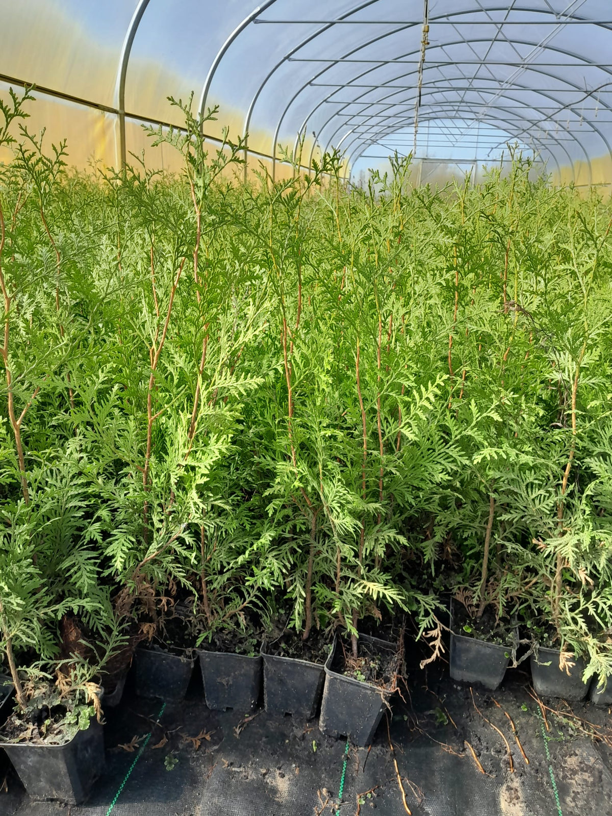 Lebensbaum Brabant 60-80 cm - Thuja occidentalis Brabant - Heckenpflanze - Koniferen