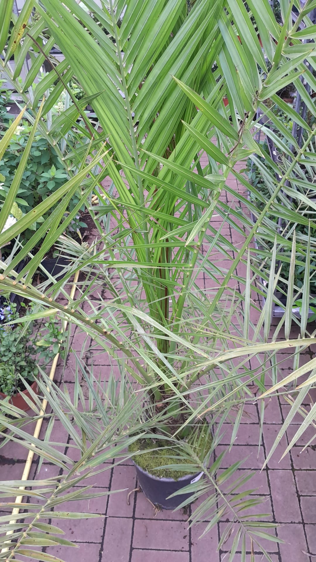 Kanarische Dattelpalme 120-150 cm - Phoenix canariensis - Phönixpalme