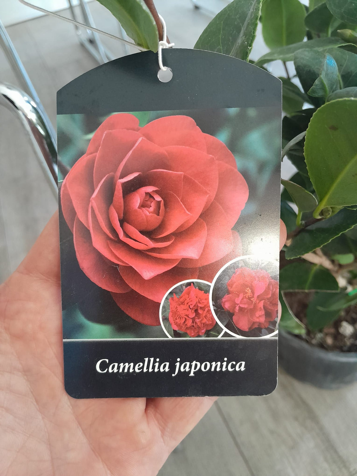 Kamélie – Kamélie s mnoha květy, 40–60 cm, mrazuvzdorná a stálezelená do zahrady a na terasu