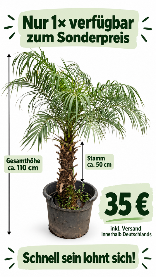 Angebot Phoenix Roebelenii #3