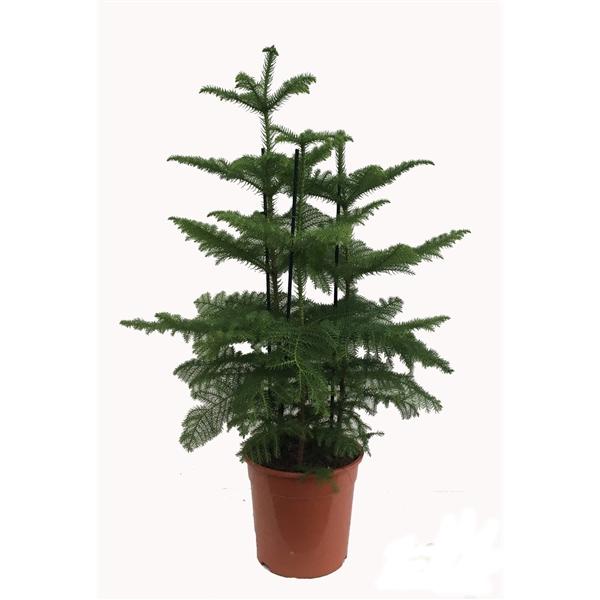 Zimmertanne  Araucaria heterophylla Norfolk-Tanne Zimmerpflanze