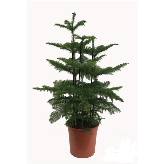 Zimmertanne  Araucaria heterophylla Norfolk-Tanne Zimmerpflanze