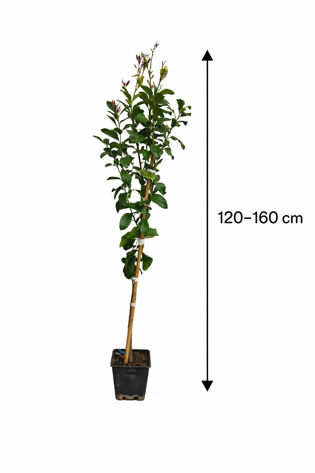Citroník Citrus limon 'Eureka' (120-160 cm) – Vždyzelený ovocný strom na balkon, terasu a do zahrady 