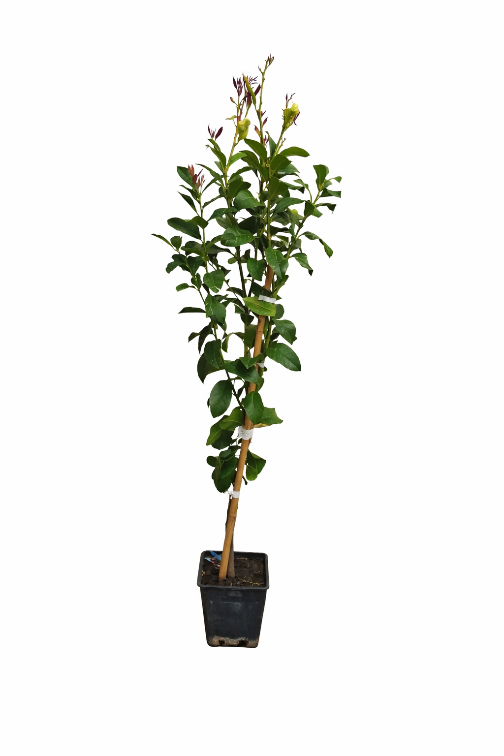 Citroník Citrus limon 'Eureka' (120-160 cm) – Vždyzelený ovocný strom na balkon, terasu a do zahrady 