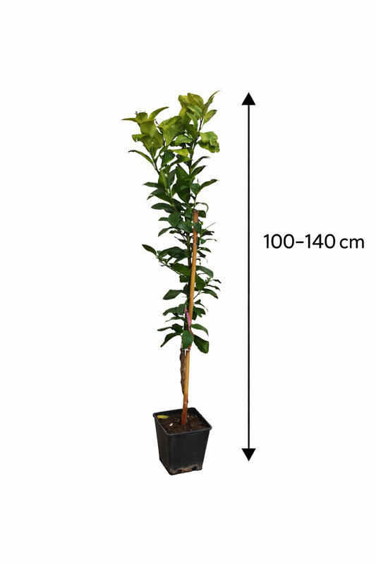 Zitronenbaum 'Interdonato' 100–140 cm inkl. Topf – Echter Zitronenbaum für Terrasse & Balkon