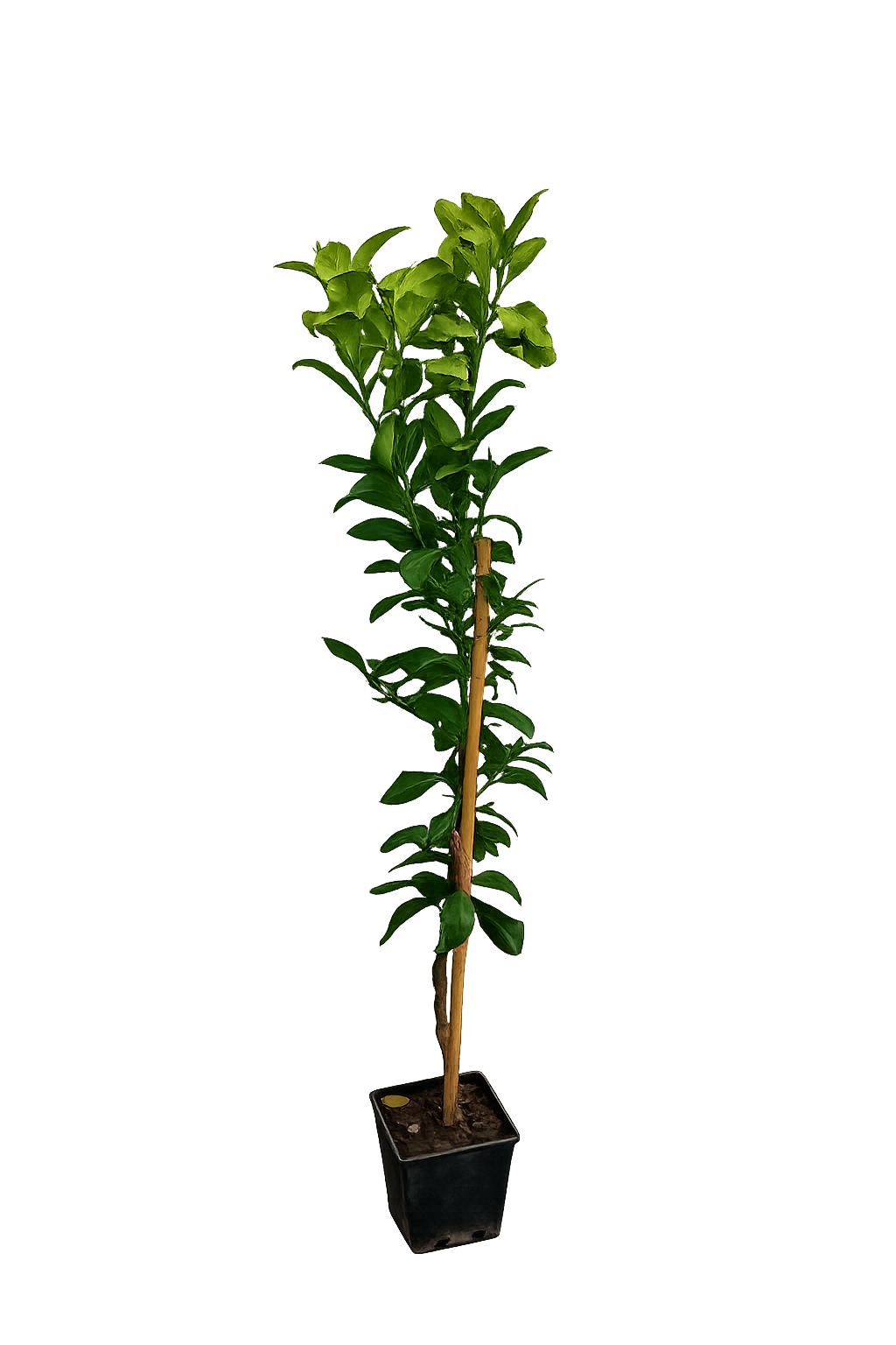 Citroník 'Interdonato' 100–140 cm vč. květináč – Pravý citroník na terasu a balkon