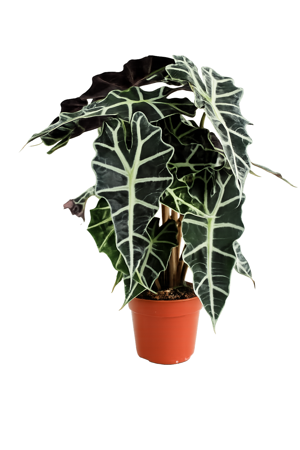 Alocasia polly 35 cm Pfeilblatt Elefantenohr Tropenwurz